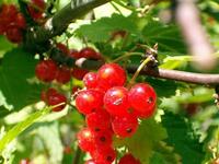 как приготовить смородиновый сок